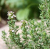 Marjoram Organic Essential Oil